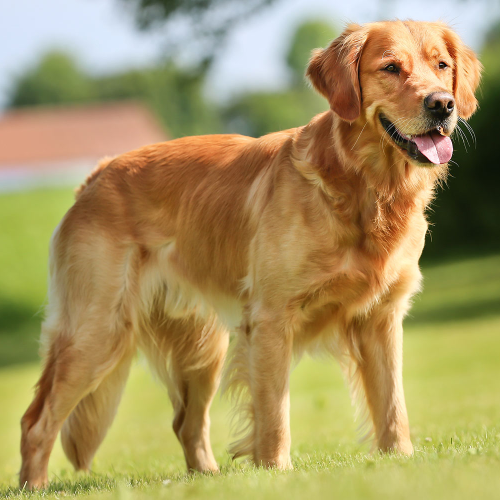 golden retriver